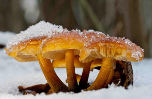 Funghi invernali