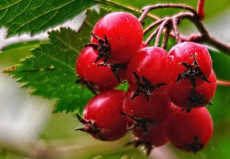 Biancospino per aumentare la potenza