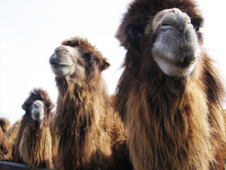 Camel e il suo stomaco per la potenza