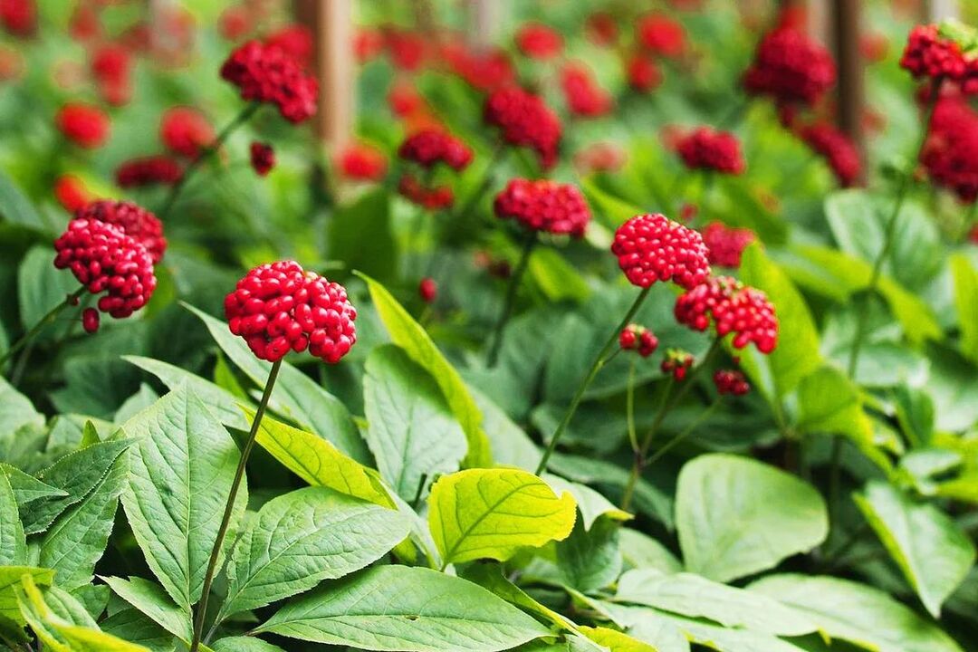 Ginseng erba medicinale per la potenza