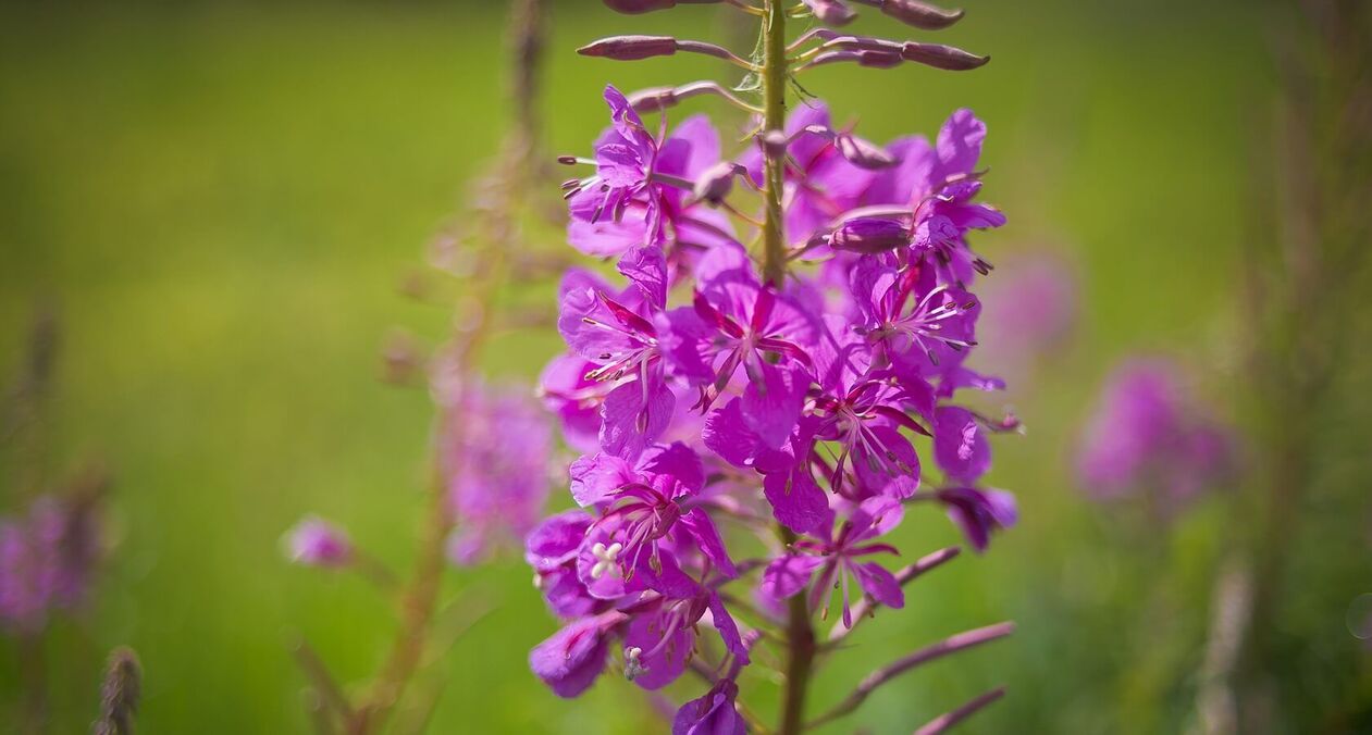 Willowherb per la salute degli uomini